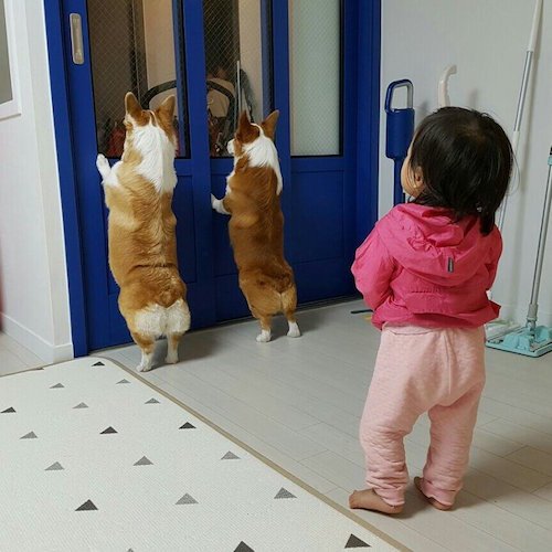 外を覗いている犬に気がついた子ども。次の瞬間…可愛すぎることに(笑)!
