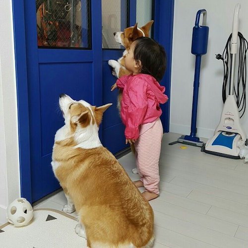 外を覗いている犬に気がついた子ども。次の瞬間…可愛すぎることに(笑)!