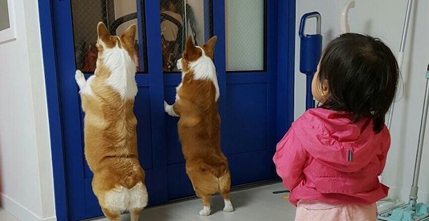 外を覗いている犬に気がついた子ども。次の瞬間…可愛すぎることに(笑)！ | BUZZmag
