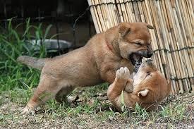 喧嘩してる動物画像