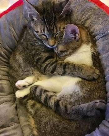 甘えてる猫の画像