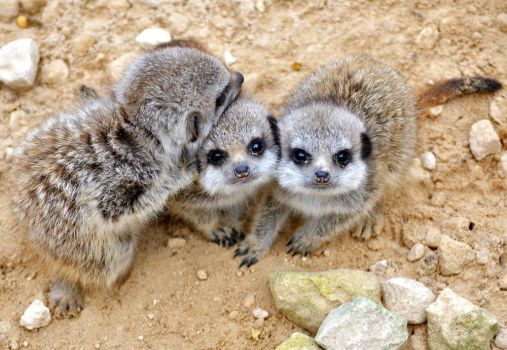 【画像】動物の子供達
