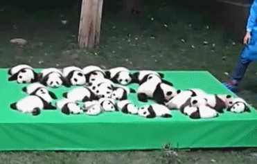 【画像】動物の子供達