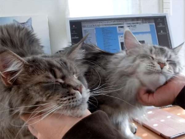 甘えてる猫の画像