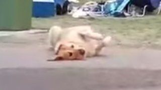 散歩が終わるのが嫌で死んだフリする犬　最終的に飼い主が勝ち周りから拍手喝采！