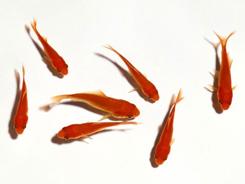 一人暮らしでペットを飼っている人