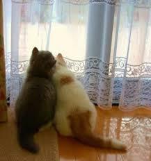 ラブラブな動物達の画像