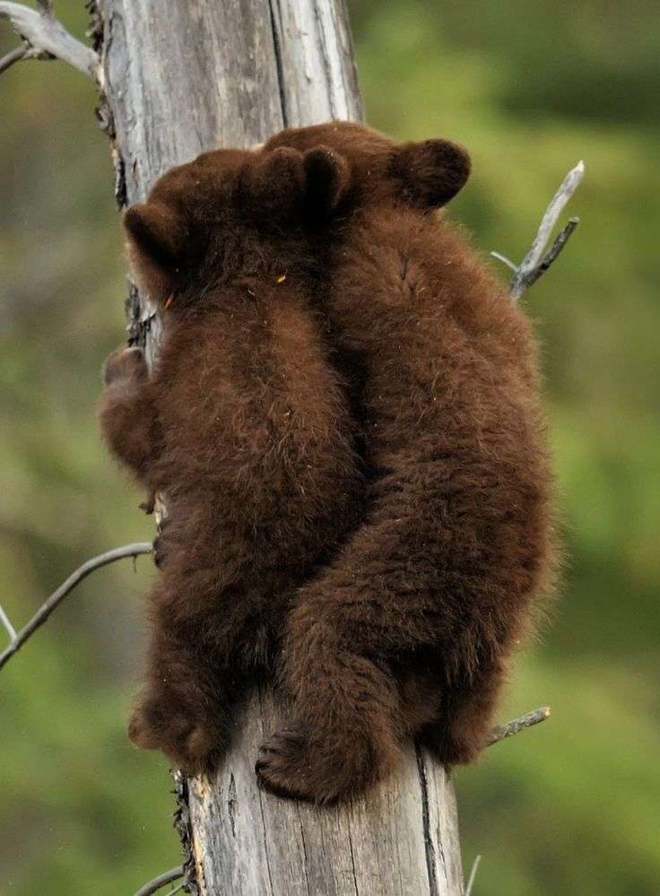 【画像】動物の子供達