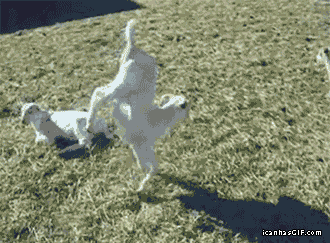 【画像】動物の子供達
