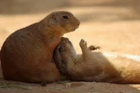 ラブラブな動物達の画像