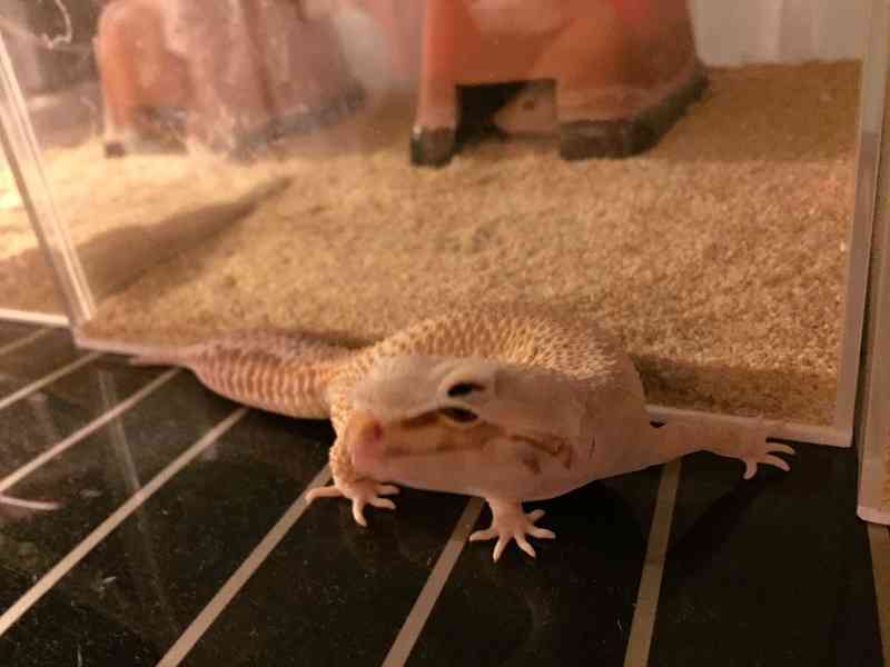 爬虫類苦手な人は注意 フードをかぶってる きぐるみみたい トカゲさんの脱皮がかわいいと話題 ガールズちゃんねる Girls Channel