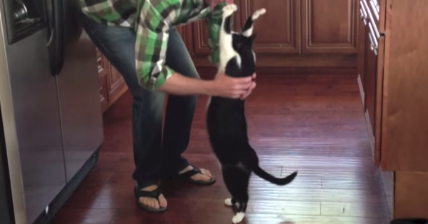 甘えてる猫の画像