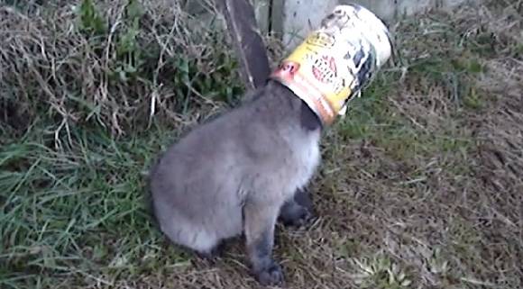 【画像】動物の子供達