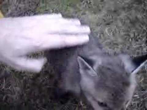 Cub - YouTube