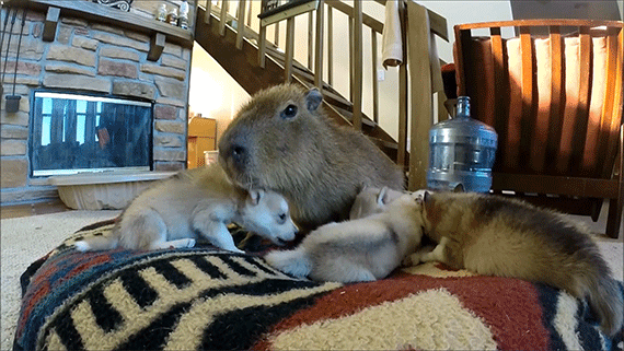【画像】動物の子供達