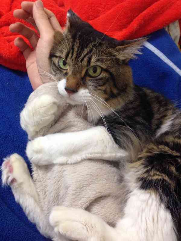 甘えてる猫の画像