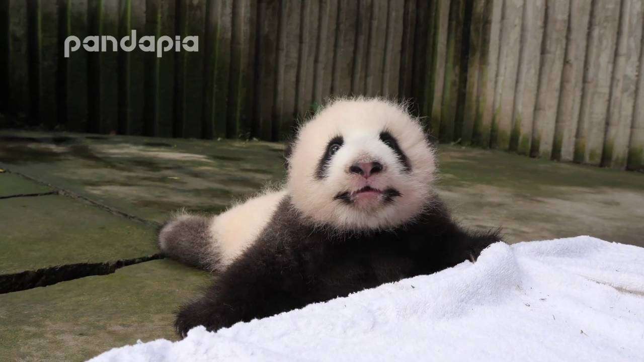 Panda baby’s crying voice - YouTube