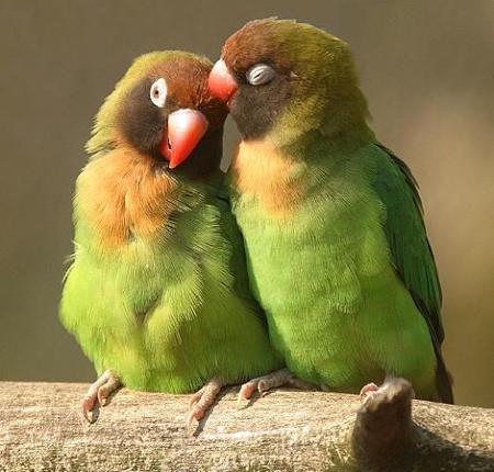 ラブラブな動物達の画像