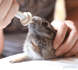 【画像】動物の子供達
