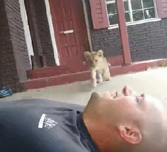 【画像】動物の子供達