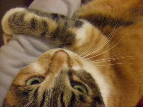 こはる日和.こうめさん降りて２分バージョン - YouTube