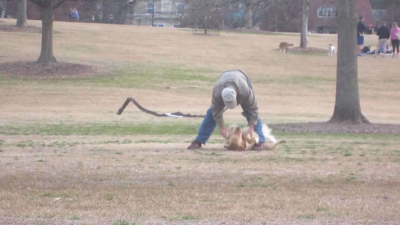 Lazy Dog Doesn't Want To Leave The Park - YouTube