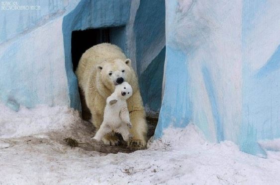【画像】動物の子供達