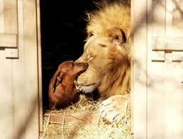 ラブラブな動物達の画像