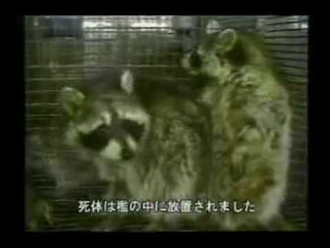 毛皮の真実 - YouTube