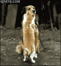 ラブラブな動物達の画像