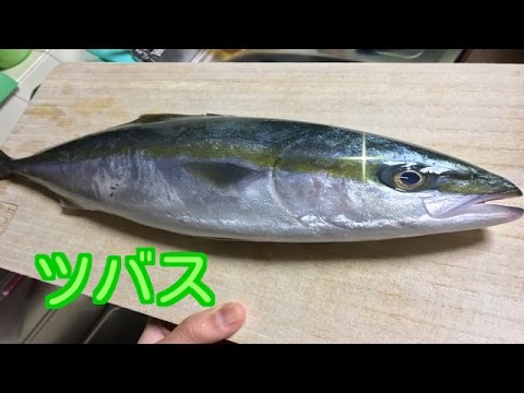 ツバス 捌き方 切り方 「刺身」 - YouTube