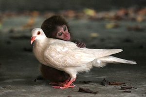 ラブラブな動物達の画像