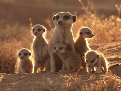 【画像】動物の子供達