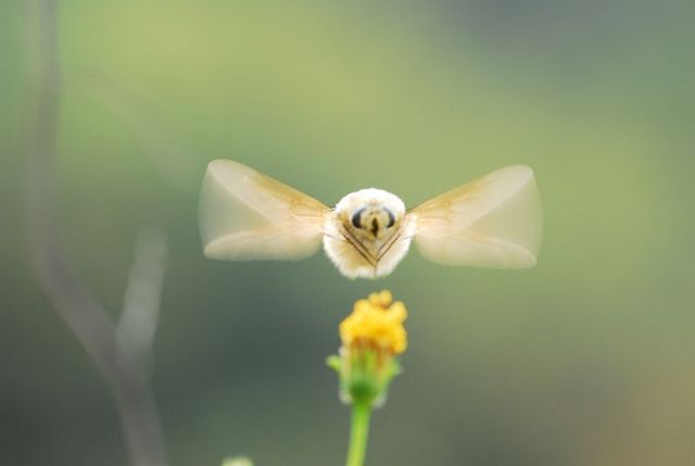 一番かわいい虫は何 ガールズちゃんねる Girls Channel