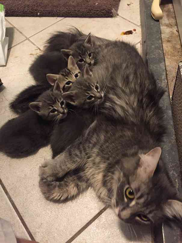 【画像】動物の子供達