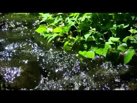 【癒し系】自然音  小鳥たちと緑のせせらぎ "Babbling Brook with Birds sound" - YouTube