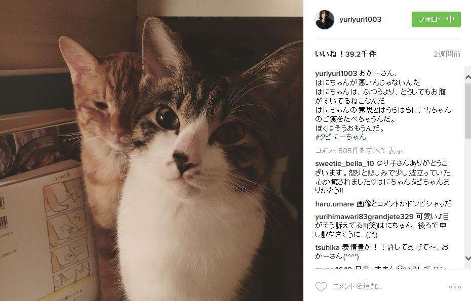 石田ゆり子、飼いネコ「痩せすぎ」指摘に反論「ぼくわ、5キロもあるんです」