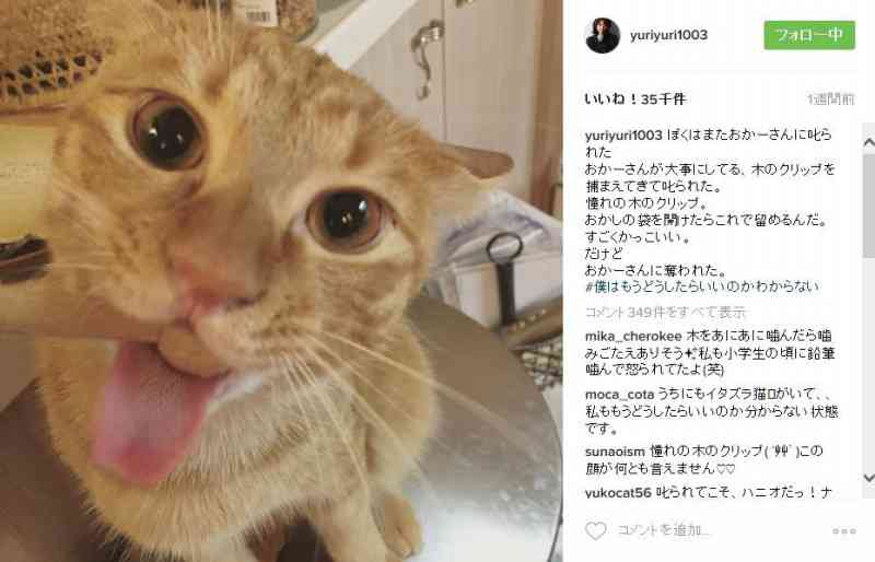 石田ゆり子、飼いネコ「痩せすぎ」指摘に反論「ぼくわ、5キロもあるんです」