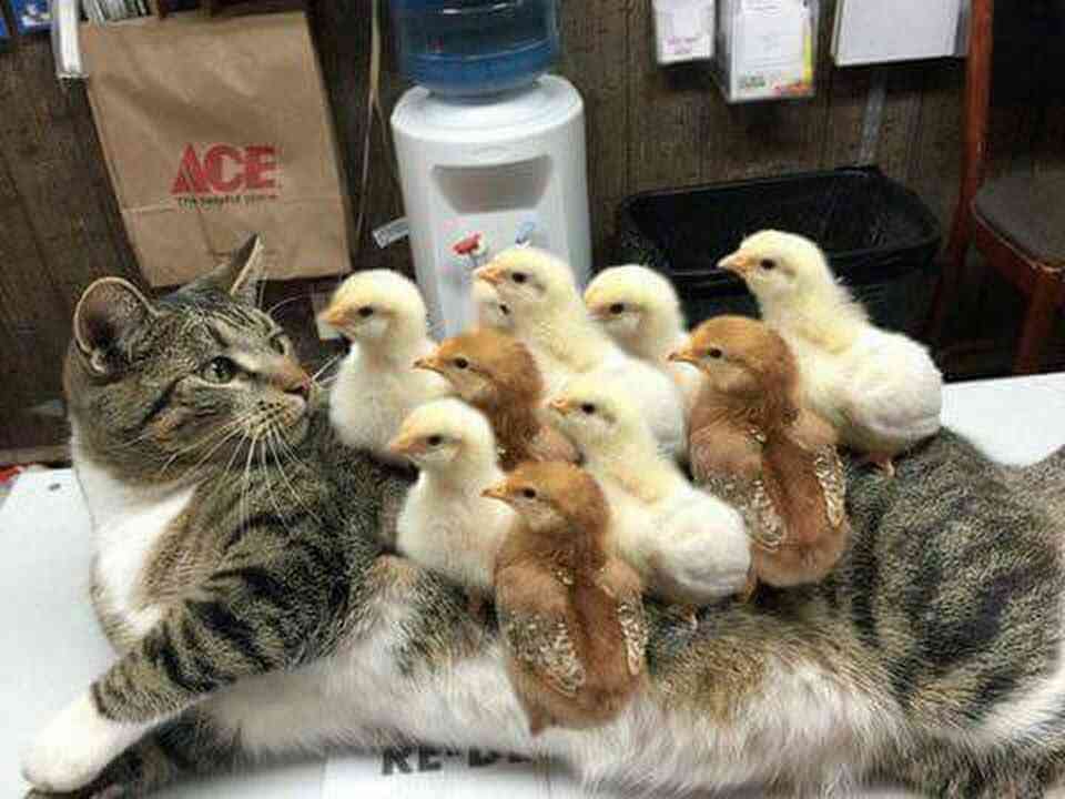 【画像】動物の子供達