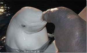 ラブラブな動物達の画像