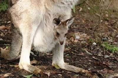 【画像】動物の子供達