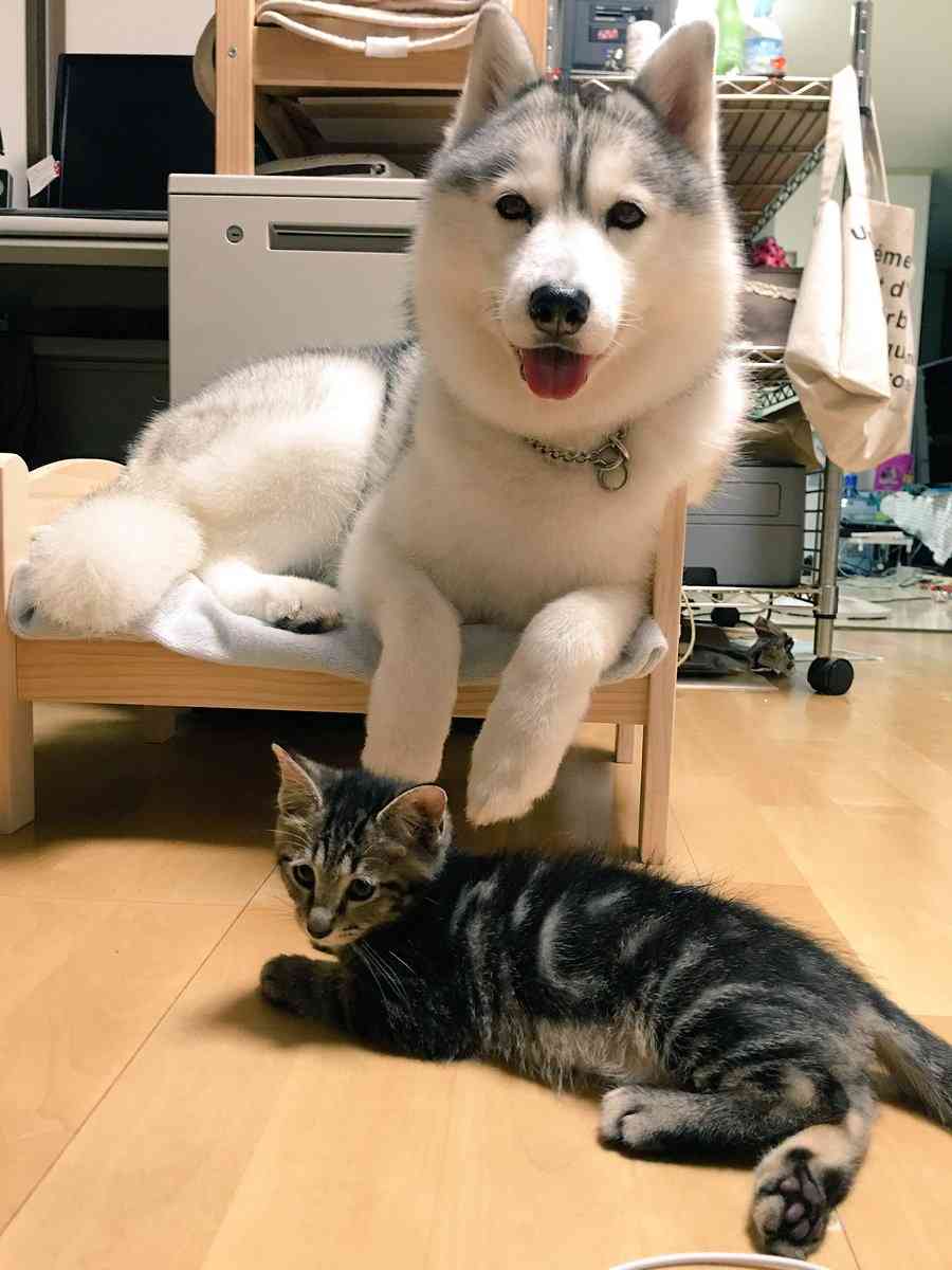 ペットあるある