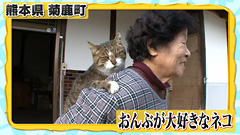 甘えてる猫の画像