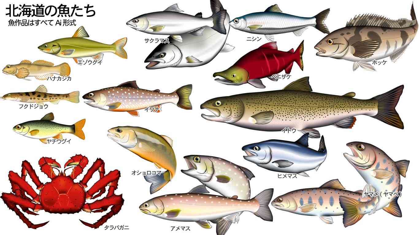 魚捌けますか?
