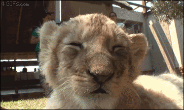 【画像】動物の子供達