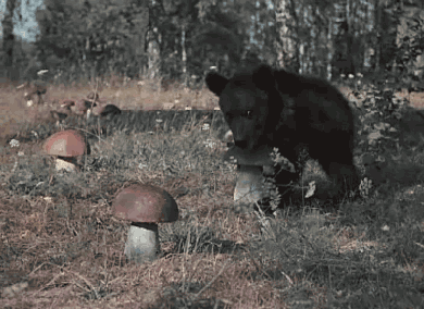 【画像】動物の子供達