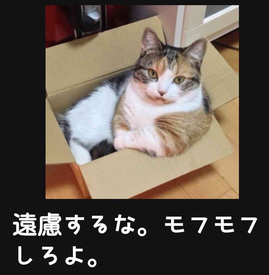 ガルちゃん猫カフェ18号店 開店しました♪ (初めての方も大歓迎！)