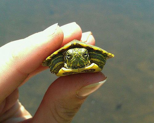【画像】動物の子供達