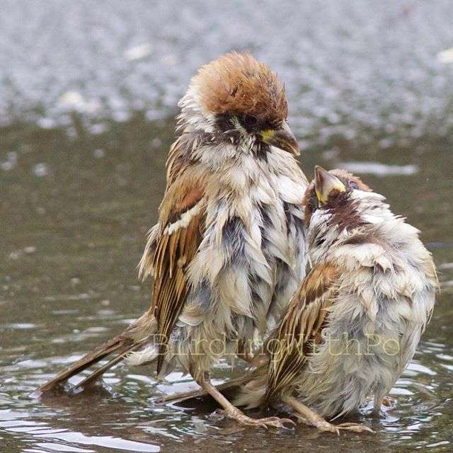 ラブラブな動物達の画像
