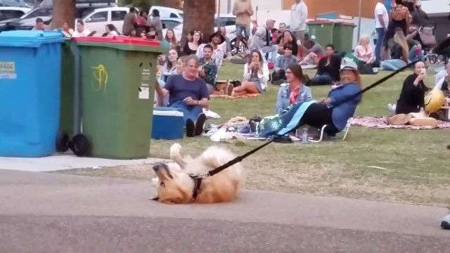 散歩が終わるのが嫌で死んだフリする犬　最終的に飼い主が勝ち周りから拍手喝采！